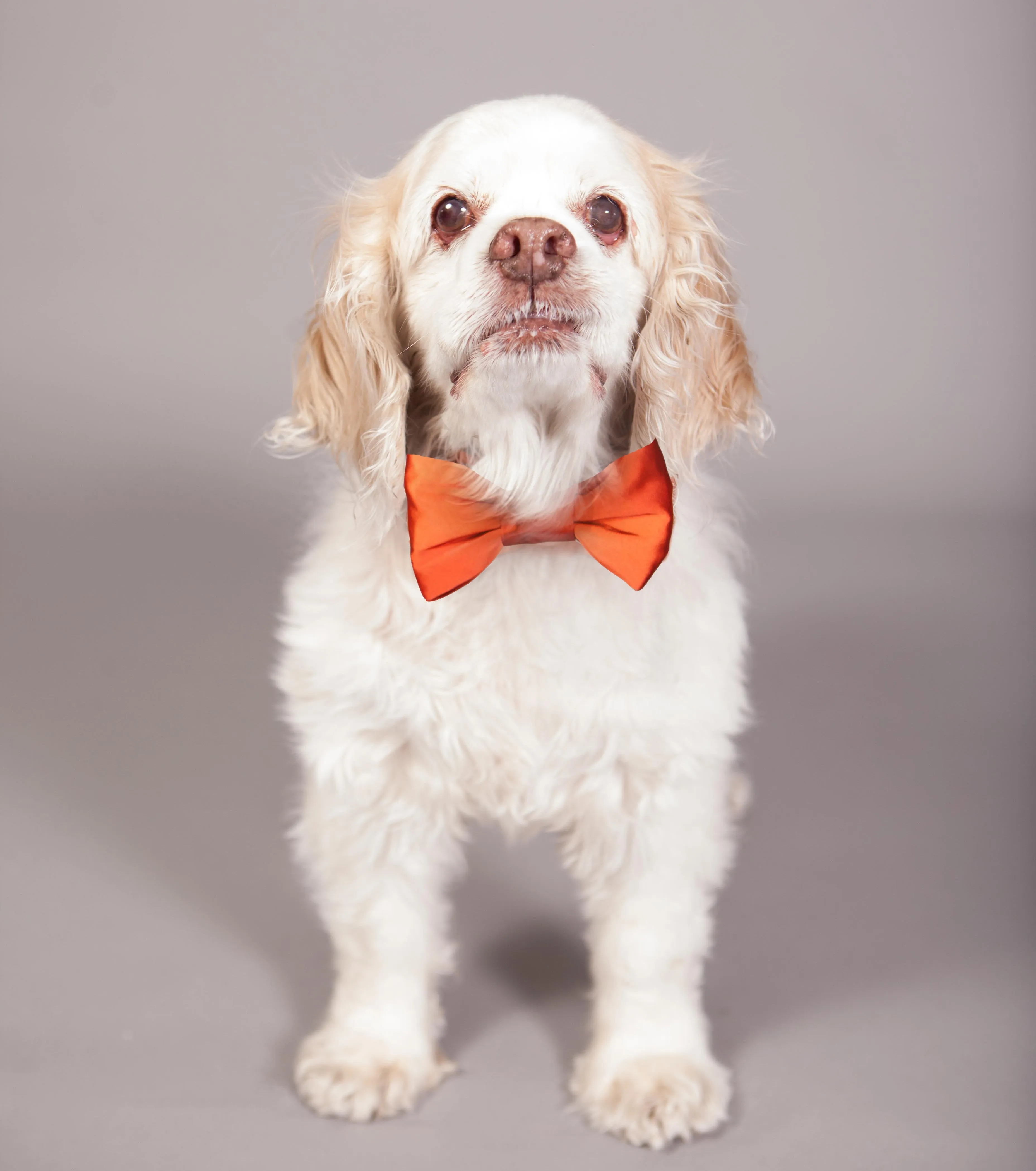 Bowtie Collar | Terracotta Satin