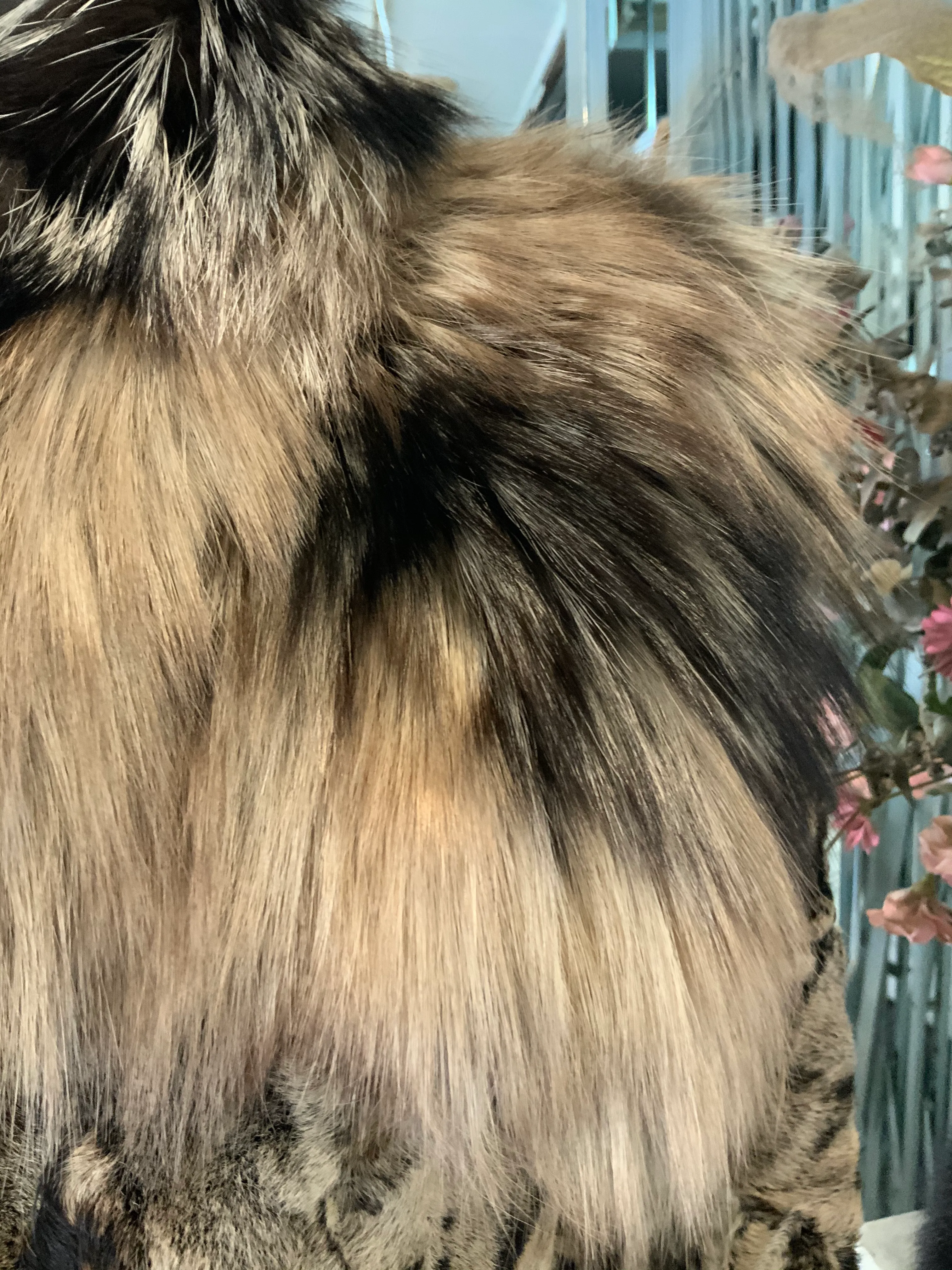 Unique Swakara Lamb Fur Jacket with Fox Fur Attached Collar